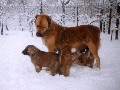 Ve sn�hu