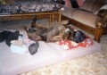 a spink�m