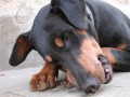 Lep�� ne� granule