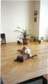 spink�