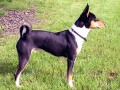 Basenji �erno-b�l�
