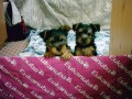 �elinky �t���tka
