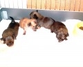 �ivinky star� 3 t�dny
