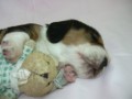 Ruby Moravia Bray 13 dn�