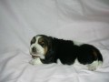 Ruby Moravia Bray 13 dn�