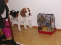 Buddy a �umi