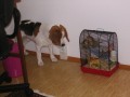 Buddy a �umi