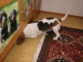 Buddy a �umi