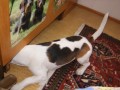 Buddy a �umi