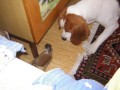 Buddy a �umi