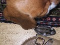Buddy a �umi