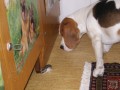 Buddy a �umi