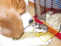 Buddy a �umi