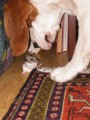 Buddy a �umi