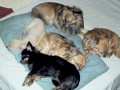 Spac� siesta