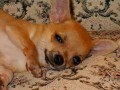 Kub�k spink�