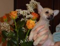 Moje M�ja-2 m�s��n� kr�tkosrst� �t���tko
