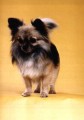 Fido je v�dce na�� sme�ky
