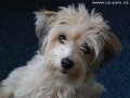 Ad�lka Bohemia Vamirelli