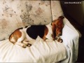 Sp�c� basset