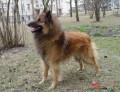 Tervueren COMER i� �vaig�des (UFO)