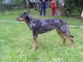 Ch.Cedra z Vr�bsk� tvrze