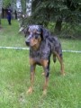 Ch.Cedra z Vr�bsk� tvrze