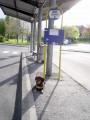Dlouh� �ek�n� na autobus