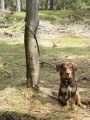 �ek�n� v lese