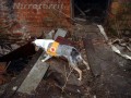 Beeba v z�chran��sk�m v�cviku