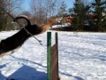 Bet on Me Nirreterrit - jen kdyby �lo stihnout ho vyfotit :-)
