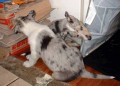 mal� Nirreterri��ci - demoli�n� �eta