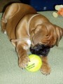 Hatty 2m�s�ce