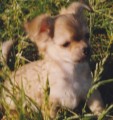 Kevi�