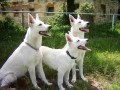 na�e holky