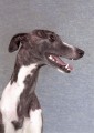 HONEY BEE z Hedv�b�