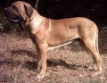 ALAZAO Do Rafirez - import Ma�arsko