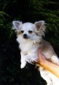 BENJAMIN od Svat�ho Mikul�e