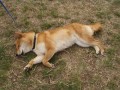 Joy� - le��c�, sp�c�