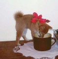 Joy� - 2,5 m�s�ce