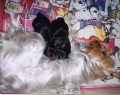 Silk�tka ve v�ku 5-ti dn�