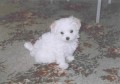 na�e Dessy