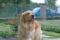 p�zov�n�
