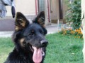 Akous p�lro�n�