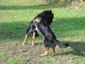 Akou� a Archie