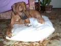 kamar�d