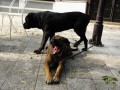 To je nuda p�n��ek s pani�kou se cpou a mi tu na n� �ek�me