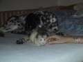 Kamar�di