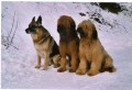 Aran Kv�do a Harkonen