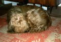 Spink�m